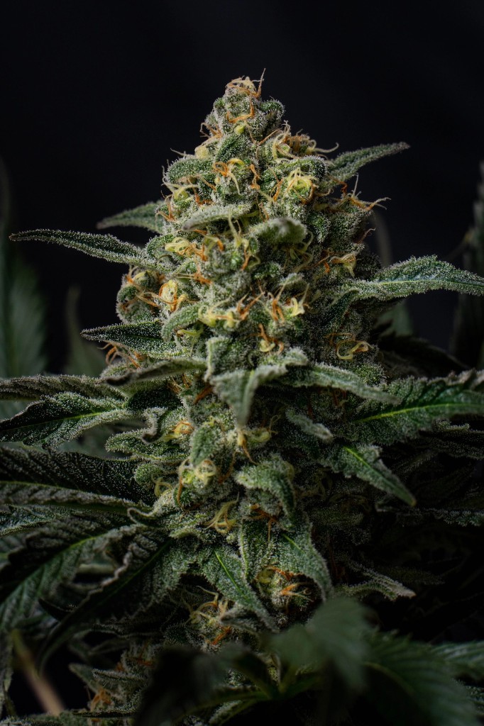 Cannabis plants